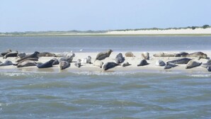 A beach with numerous seals resting on the sand and water.