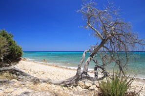 A beach with clear turquoise water, a rocky shoreline, and a prominent dead tree. - Le Residence del Golfo Orosei (Orosei (NU))