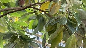 Ein Vogel sitzt auf einem Ast, umgeben von grünen Blättern.