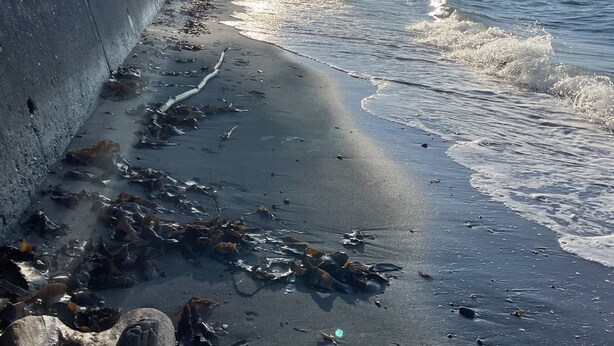 Ein Strand mit Wellen, Seegras und einer Betonmauer.