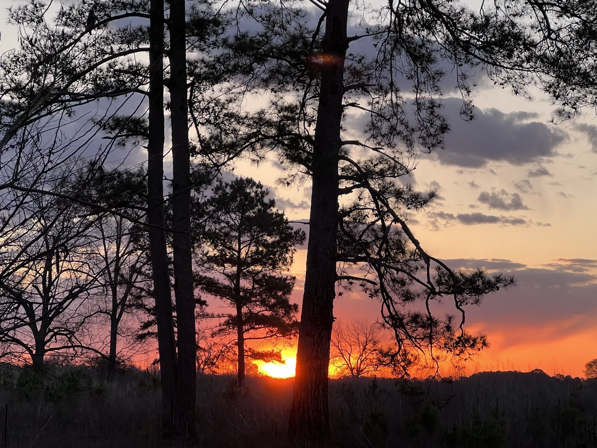 Auringonlasku, jossa puut piirtyvät tummina siluetteina taivaan taustalle.