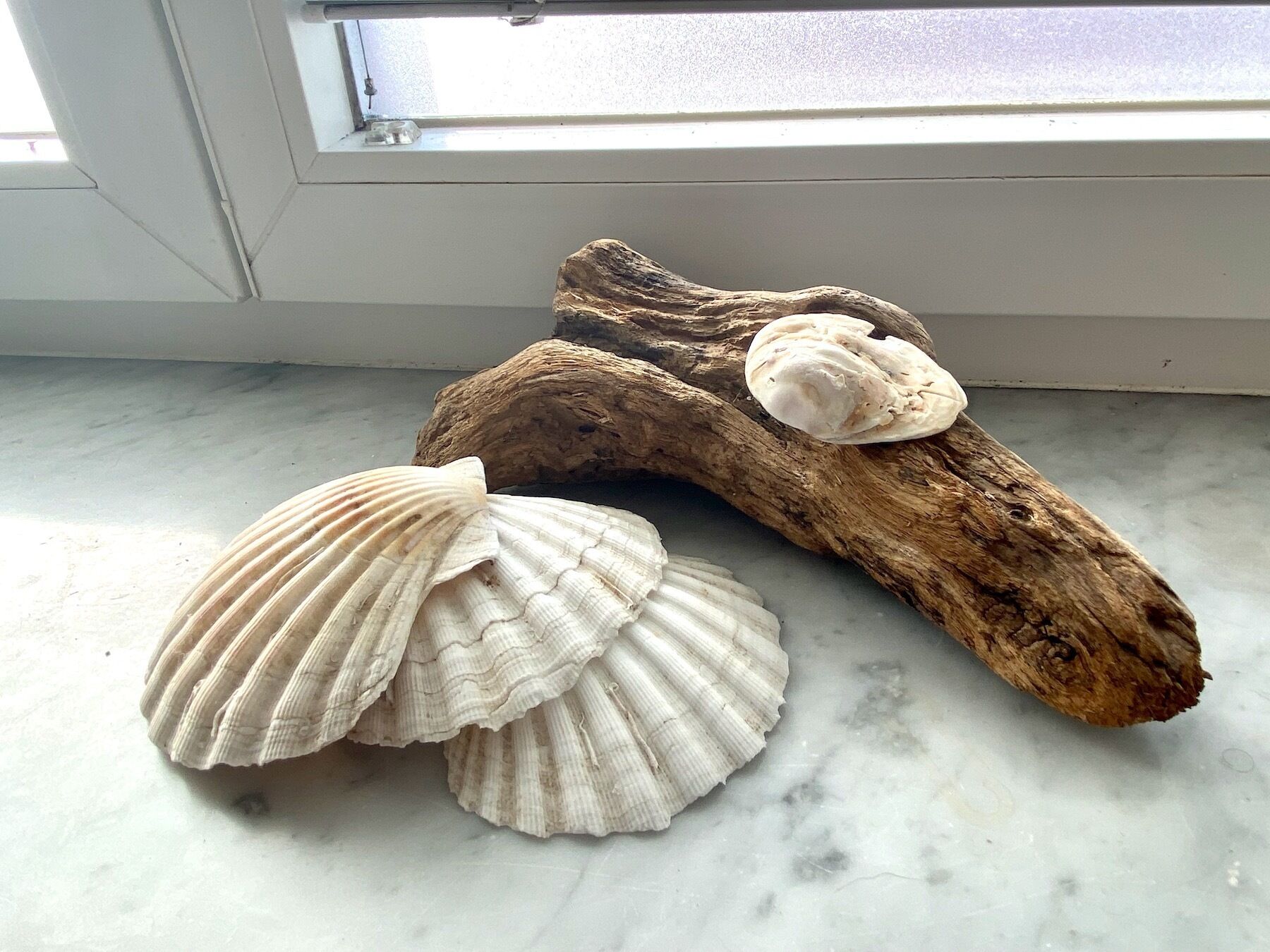 A piece of driftwood with two seashells on a marble surface.