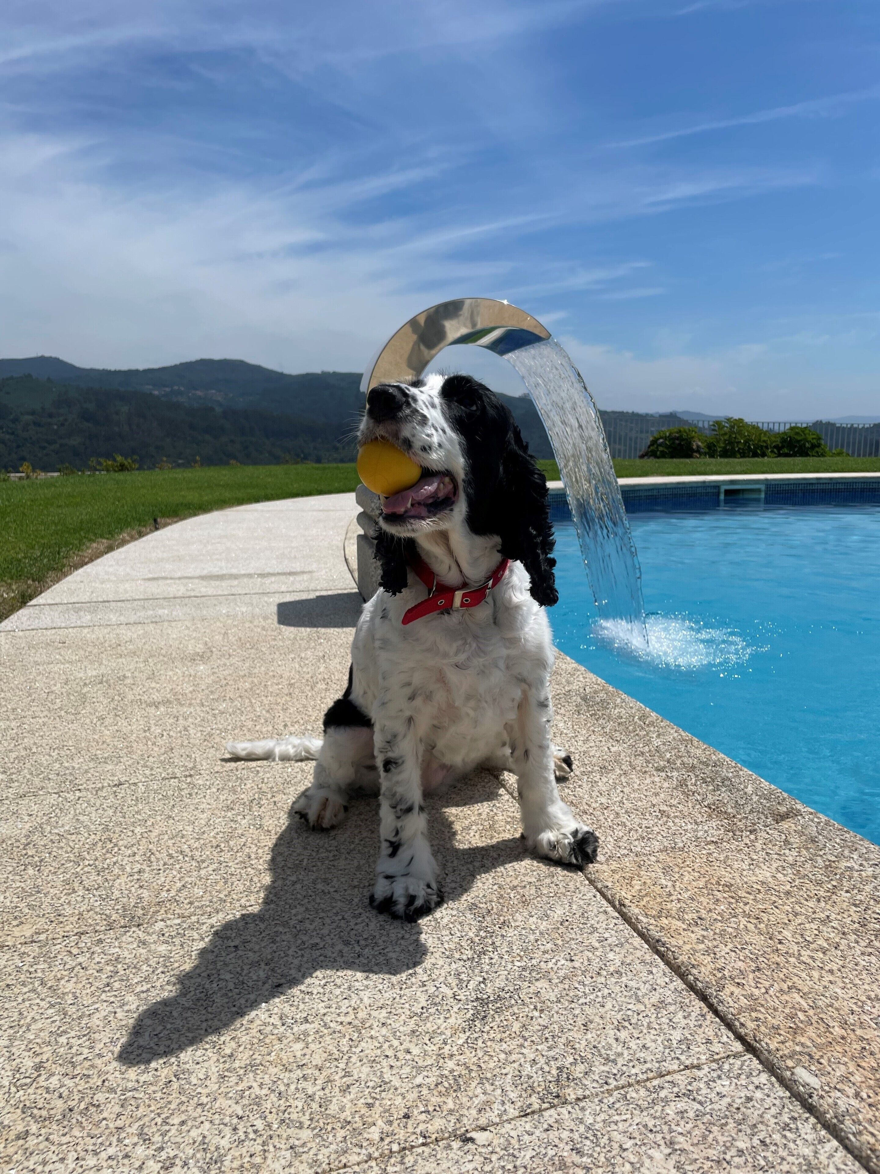 Ein Hund sitzt am Pool, bewölkter Himmel und Hügel in der Ferne.