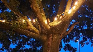 Jardín