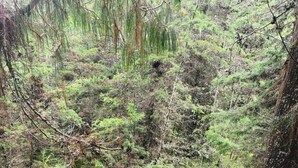 A wooden staircase leading down to a forested area with moss-covered ground and dense vegetation.