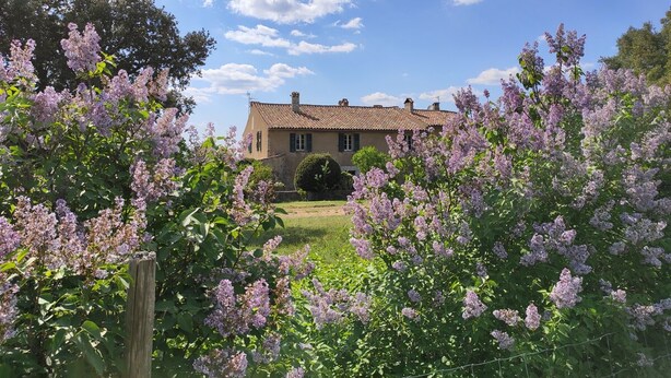 A house with a garden in front, surrounded by blooming lilac trees.