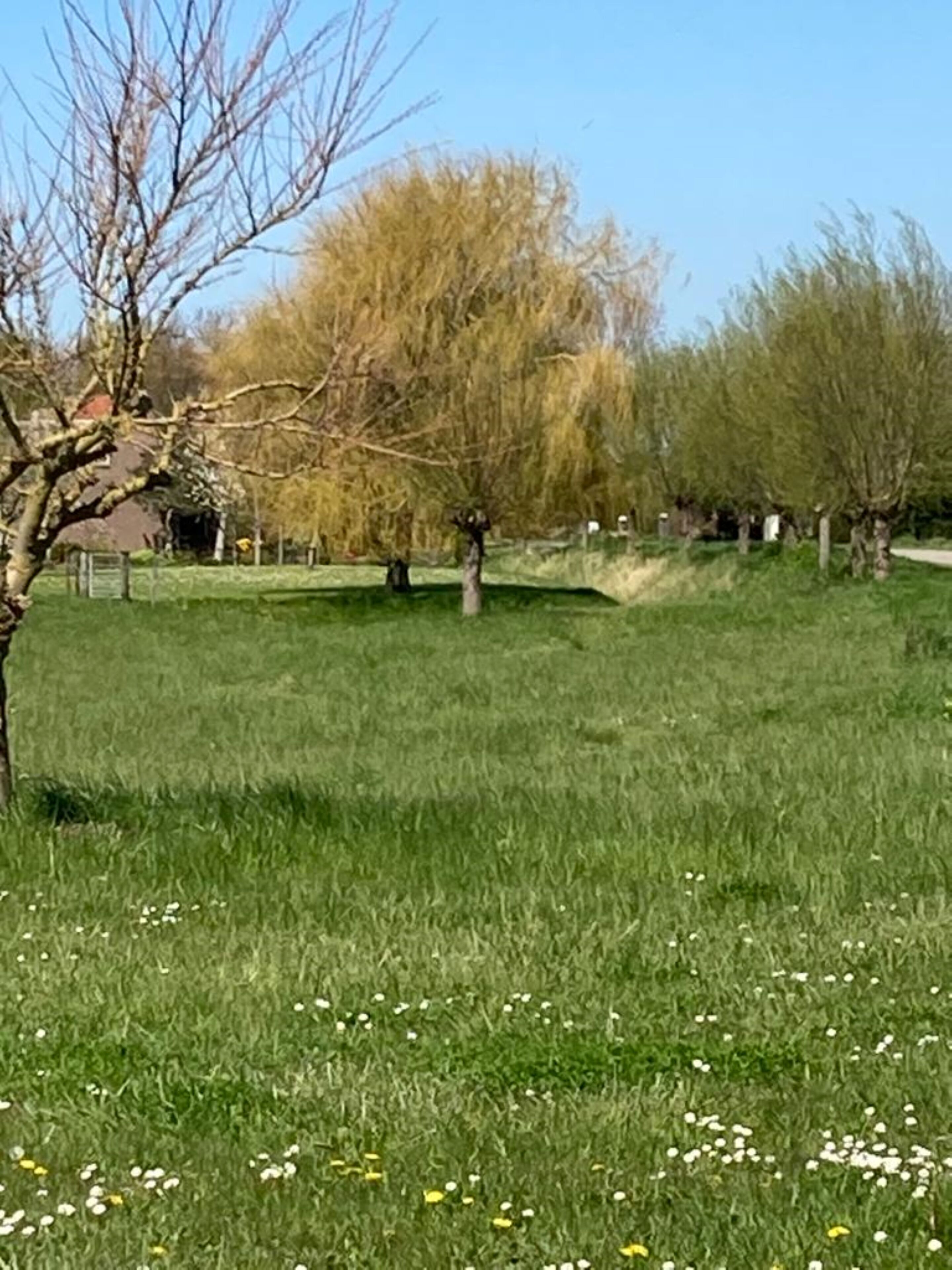 Un espace vert avec des arbres et un sentier.