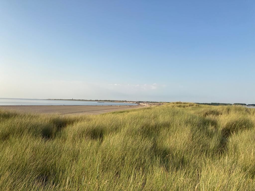 A beach with grassy dunes and a clear sky.