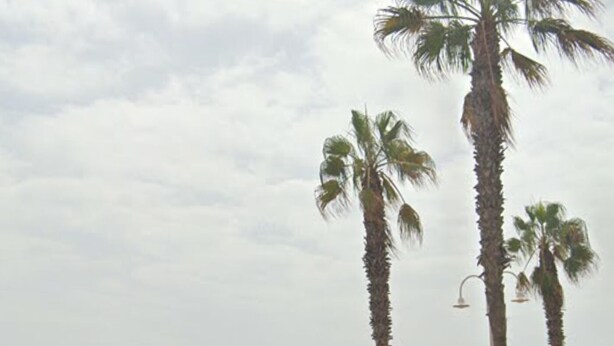 Een kustpromenade met palmbomen, een strand en uitzicht op zee.