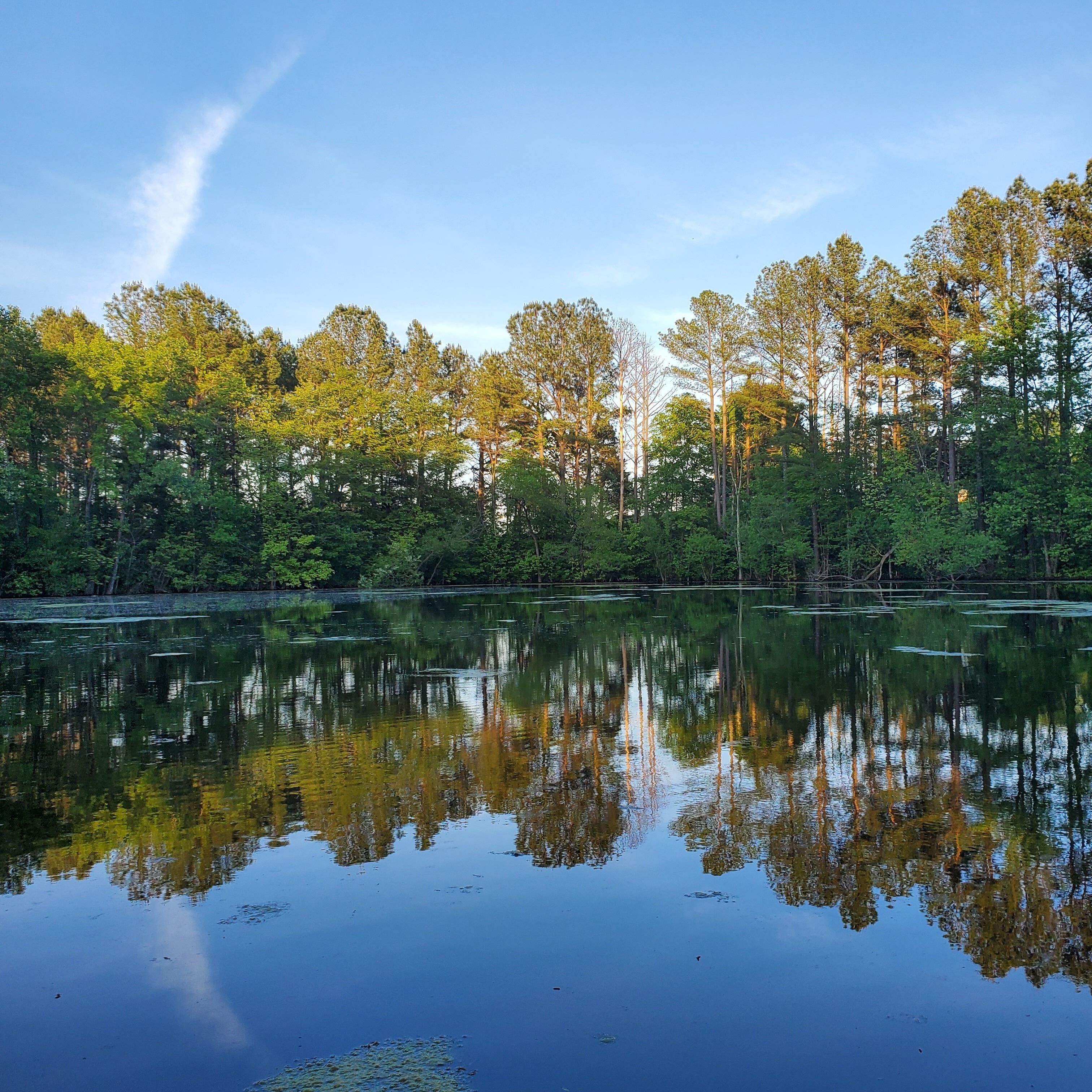 A calm lake with reflections of trees and a clear sky.
