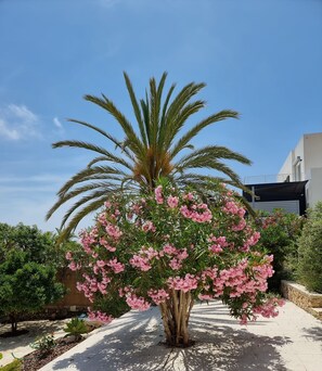 Ett träd med rosa blommor och gröna blad i ett parkliknande område med en asfalterad gångväg.