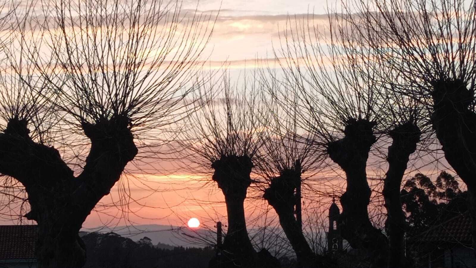 Silhouetten van kale bomen voor een ondergaande zon.
