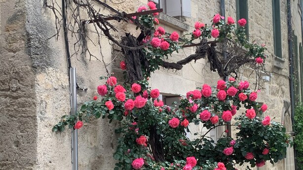 A stone building with a vine-covered trellis supporting pink roses. - Air-conditioned gîte: a swimming pool just for you, superb view of the Cévennes  (Blauzac)