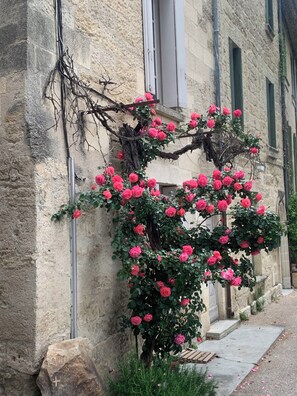 Un edificio de piedra con una pérgola cubierta de hiedra y rosales rosados.