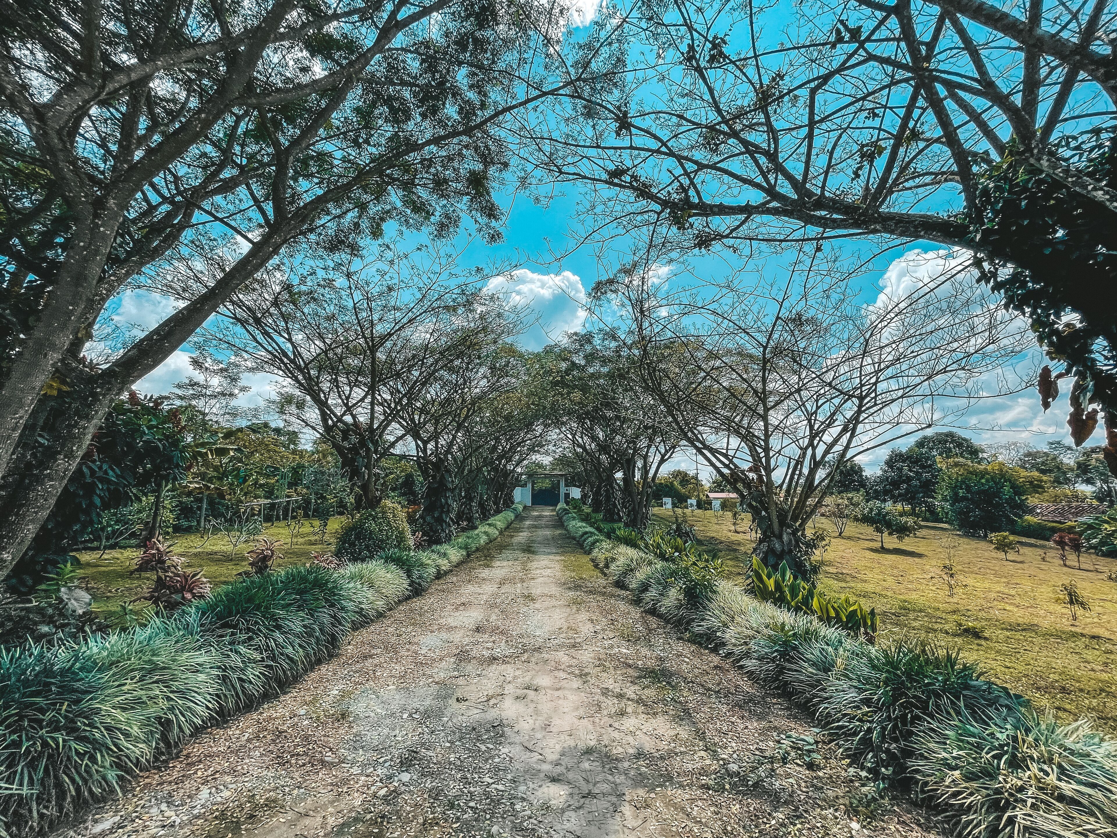 A pathway lined with trees and plants, leading towards a building.