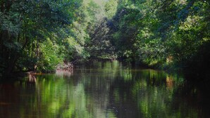 A serene river surrounded by dense greenery. - Idyllic Country Location for couples, central, peaceful, 5 mins from shops, WIFI (LOPEREC)
