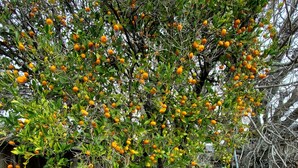 A garden with a tree bearing numerous orange fruits, surrounded by lush green foliage and a wooden fence. - Delightful Spacious 3-bedroom Home in Silicon Valley (Santa Clara)