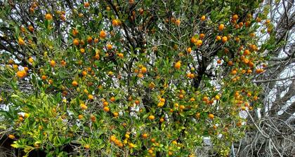 Delightful Spacious 3-bedroom Home in Silicon Valley