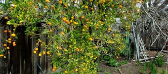 Delightful Spacious 3-bedroom Home in Silicon Valley