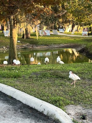 Property grounds - ❤️Take a stroll along the RIVERWALK PETS WELCOME🐩🐈 FISHING 🐠🐟ACROSS THE STREET (New Port Richey)