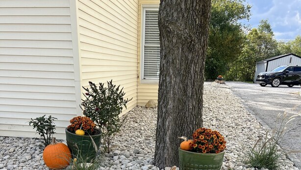 Un jardin agrémenté de citrouilles décoratives et de feuillages, d’un arbre et d’un chemin pavé.