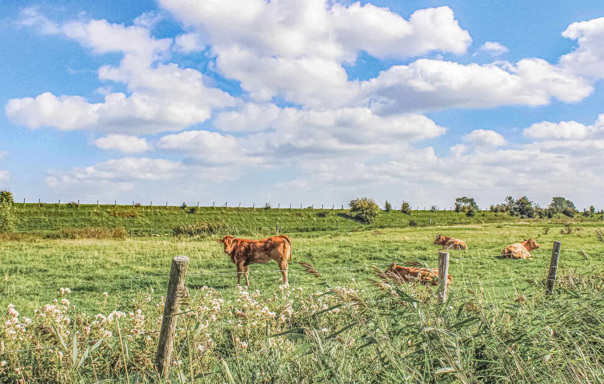 A rural landscape with a grassy field, a wooden fence, and a clear sky with clouds.