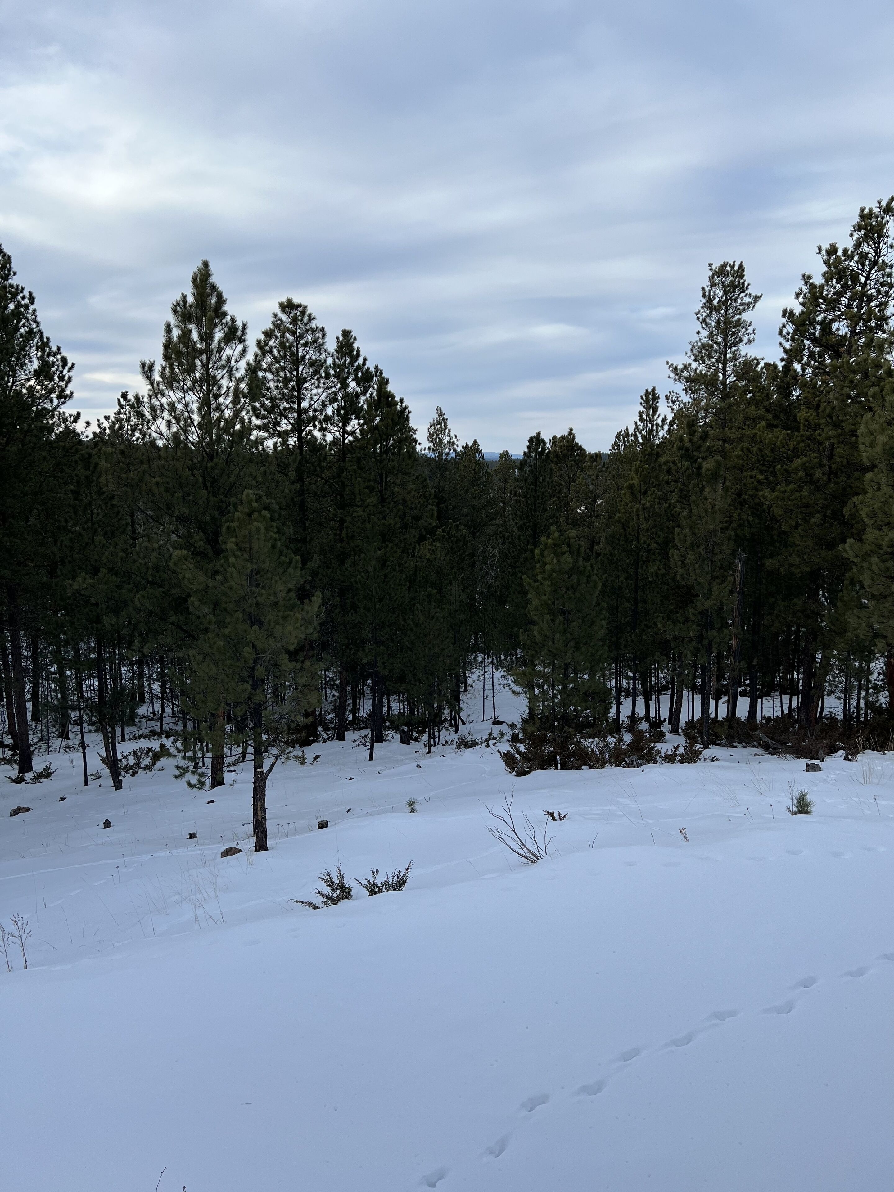 A snowy forest with a clear path.