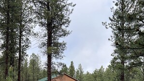 A cabin with a green roof, surrounded by tall pine trees and grassy terrain. - Cozy cabin in the beautiful Black Hills (Newcastle)