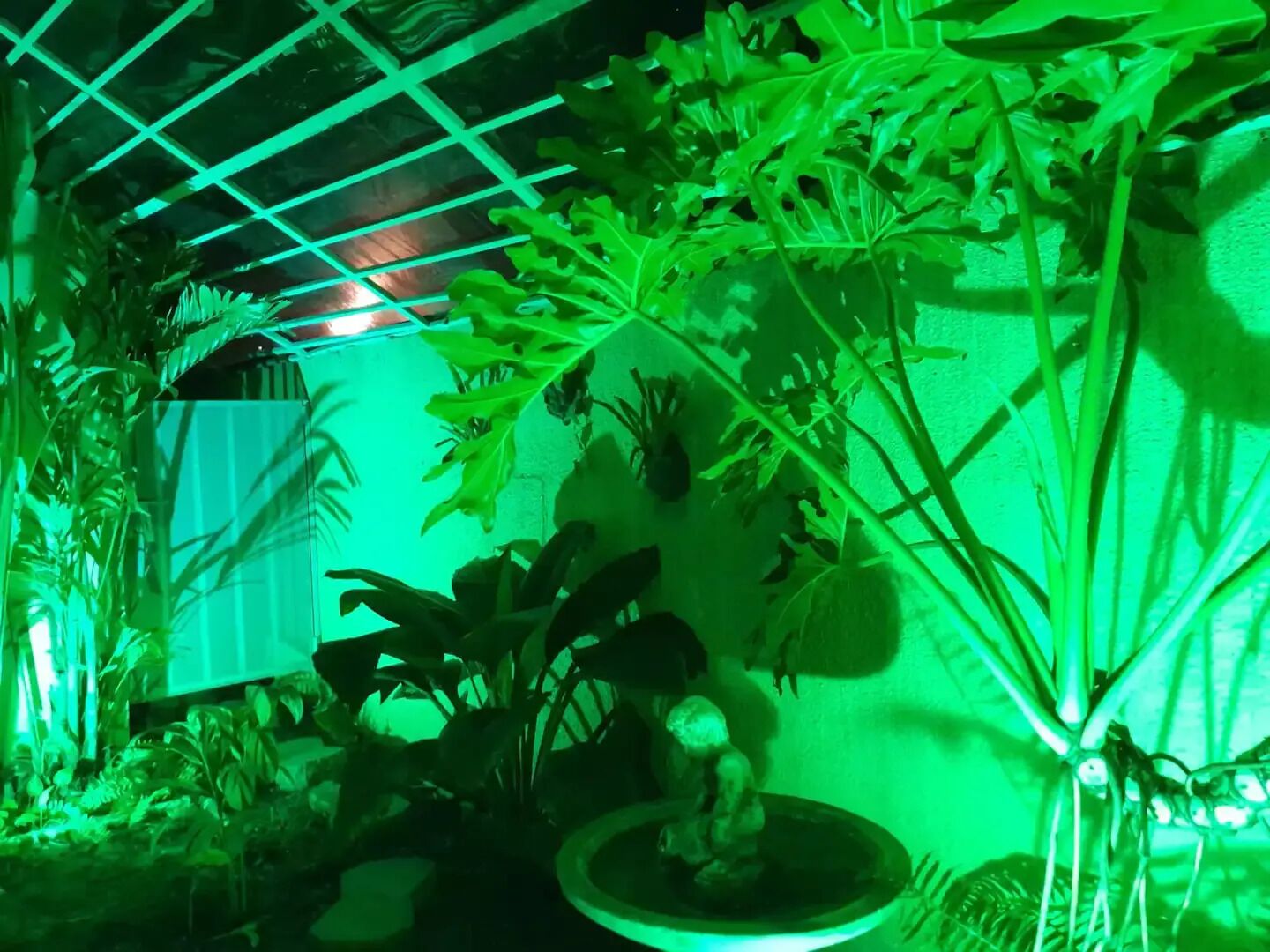 Un jardin intérieur illuminé de lumière verte, avec différentes plantes et une petite fontaine.