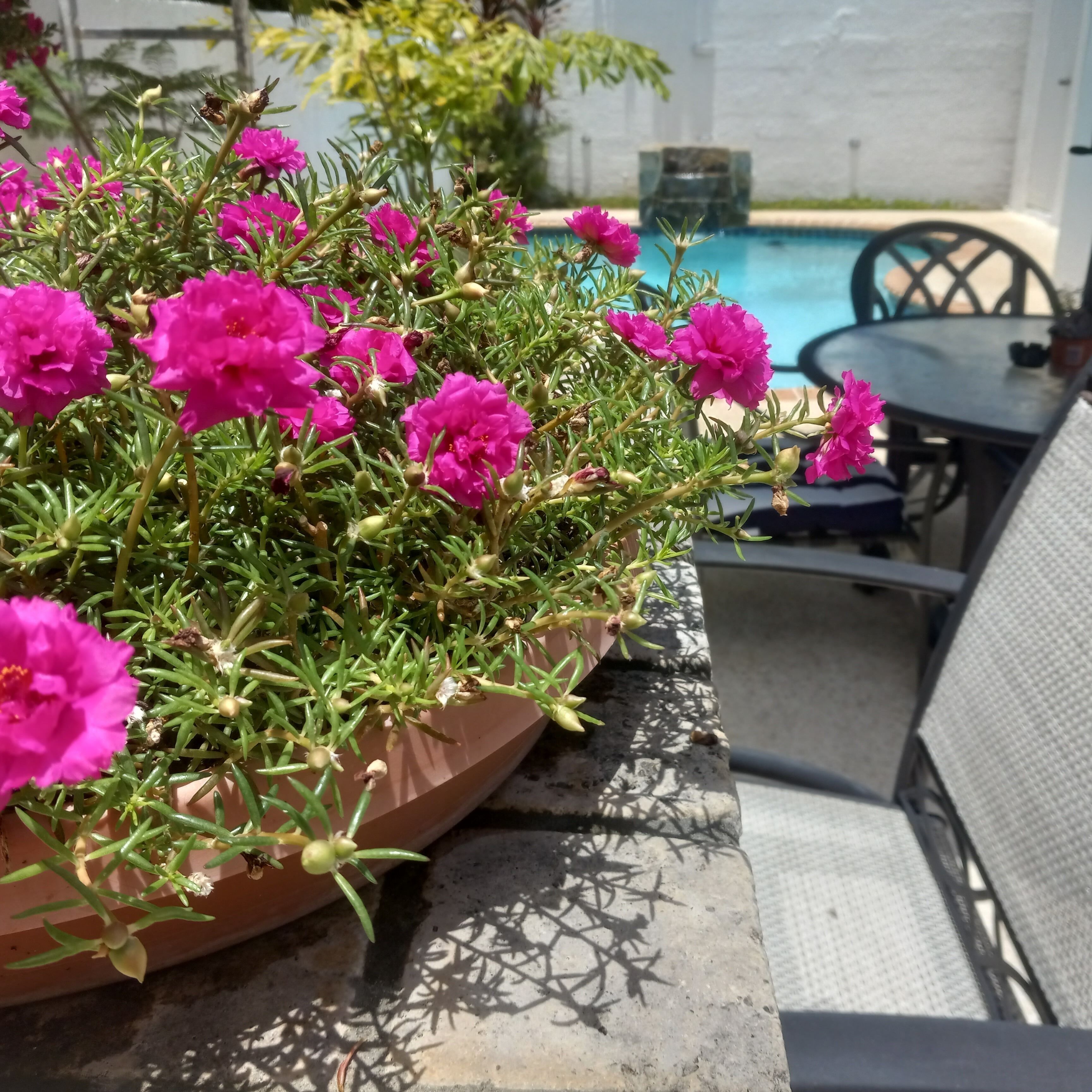 Una pianta in vaso con fiori rosa in un patio con piscina e mobili da esterno.