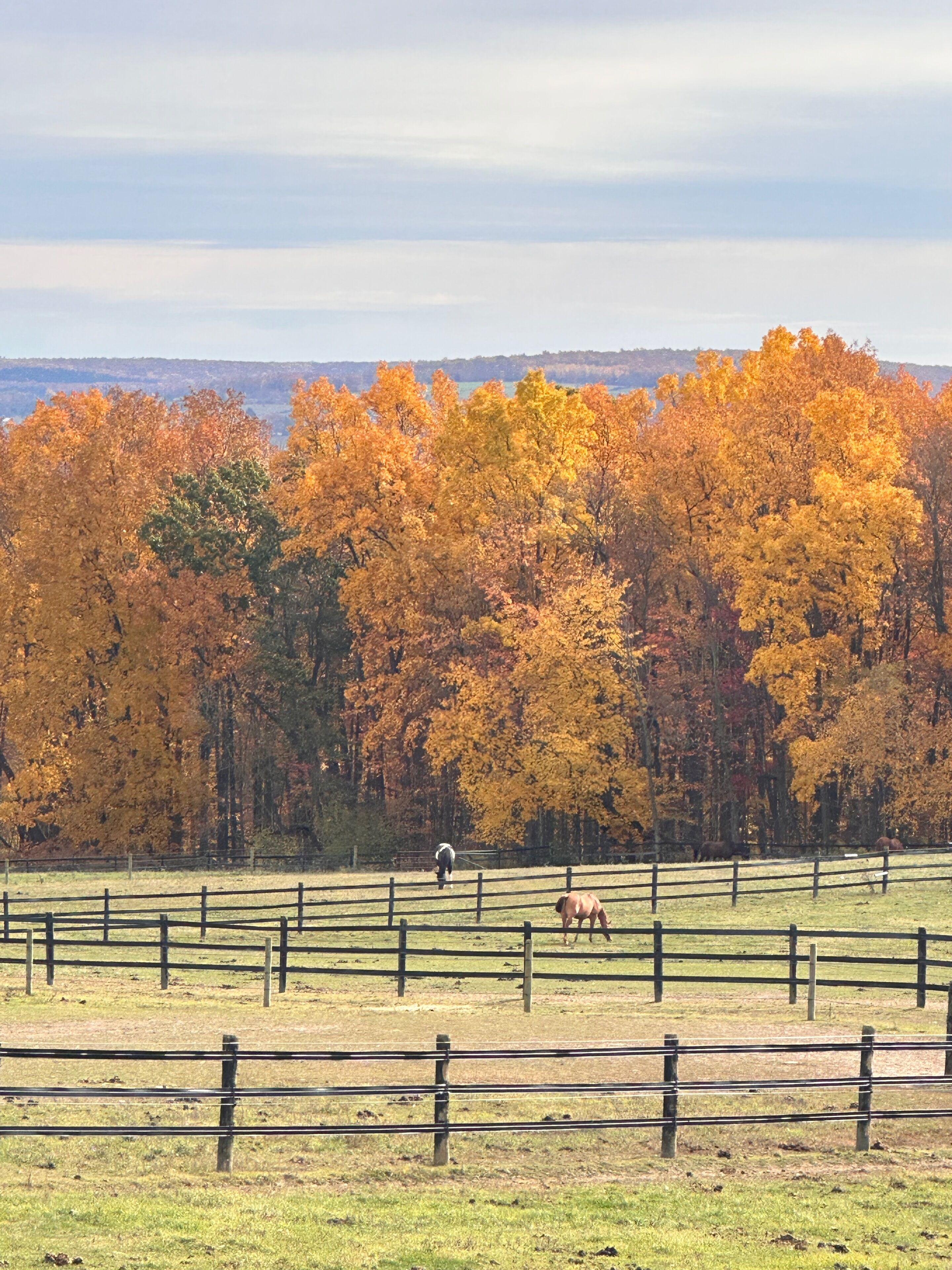 A fenced pasture with horses, surrounded by trees with autumn foliage.
