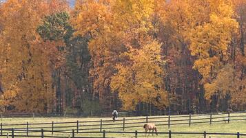 A fenced pasture with horses, surrounded by trees with autumn foliage.