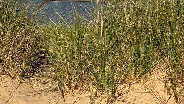 A lighthouse on a sandy beach with tall grass in the foreground. - Latitude Adjustment II - SIMPLY GORGEOUS WITH GREAT LOCATION CLOSE TO DOWNTOWN! (Frankfort)