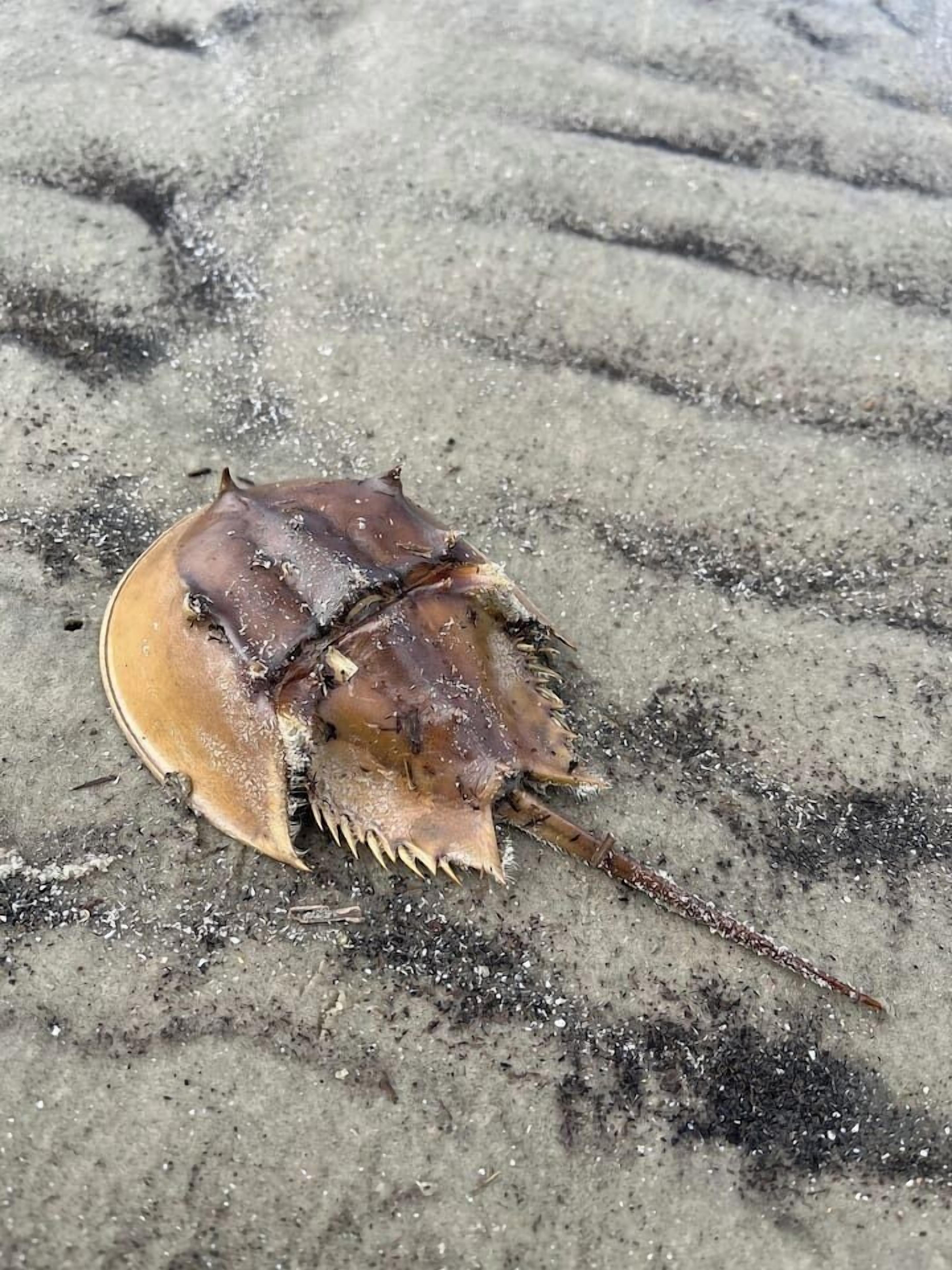 A horseshoe crab on a sandy surface.
