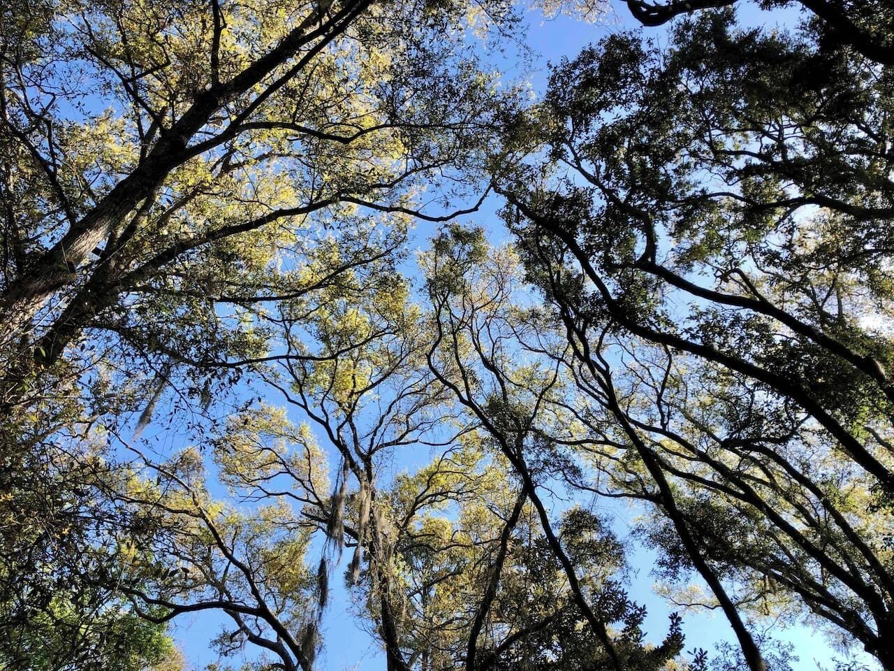 Ein dichtes Blätterdach mit blauem Himmel, der zwischen den Ästen hindurchscheint.