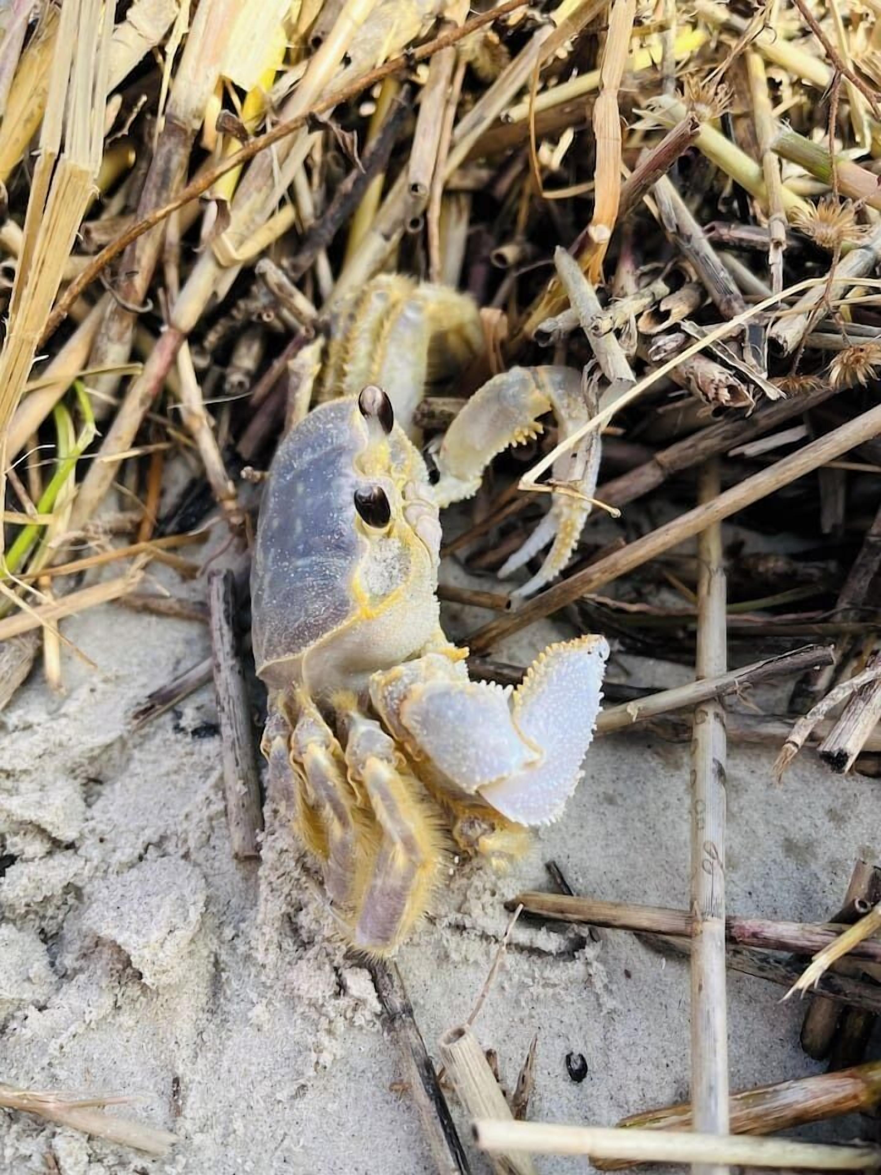 Ein Krebstier auf einer sandigen Fläche, umgeben von trockener Vegetation.