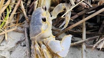 Un crabe sur une surface sablonneuse, entouré de végétation sèche.