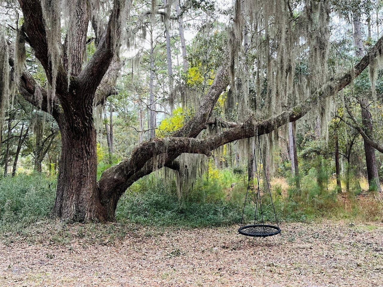 A large tree with hanging moss in a forested area.