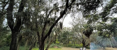 A hammock tied between two trees in a wooded area with a campsite in the background.
