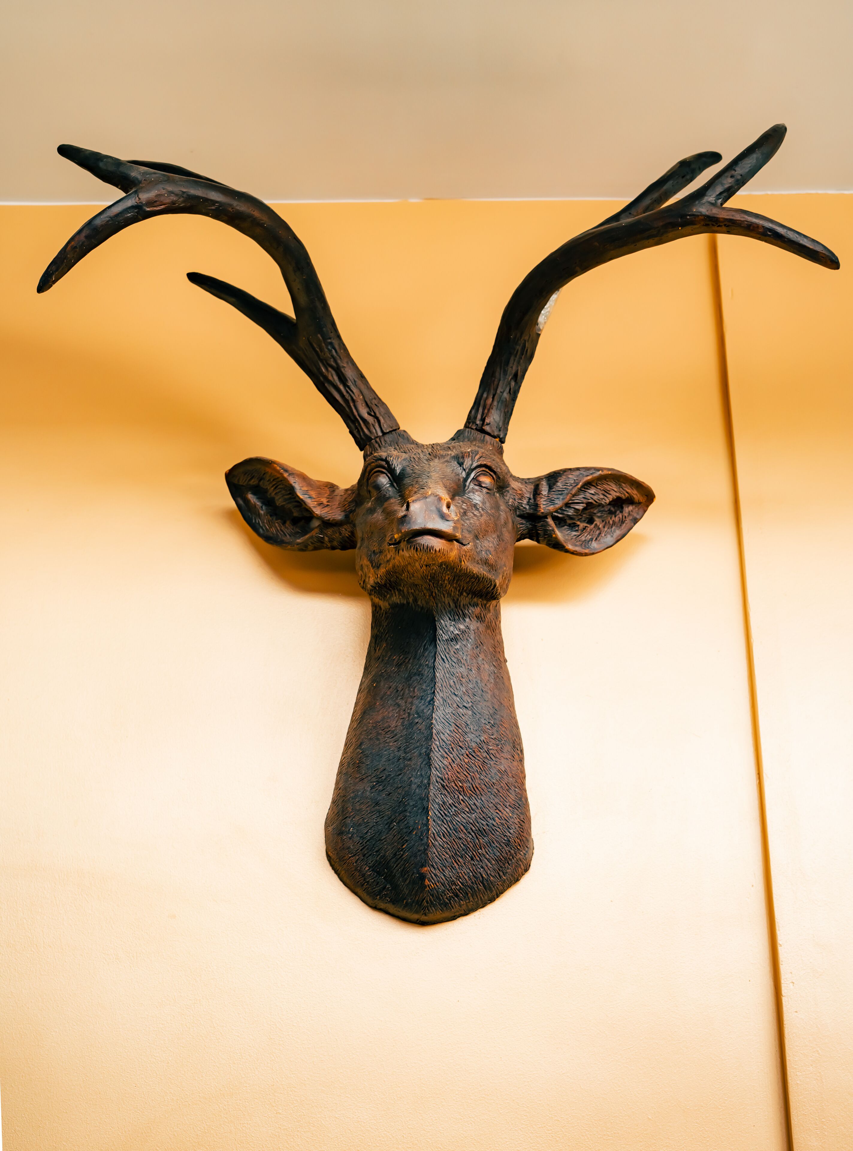 A mounted deer head with antlers against a plain background.