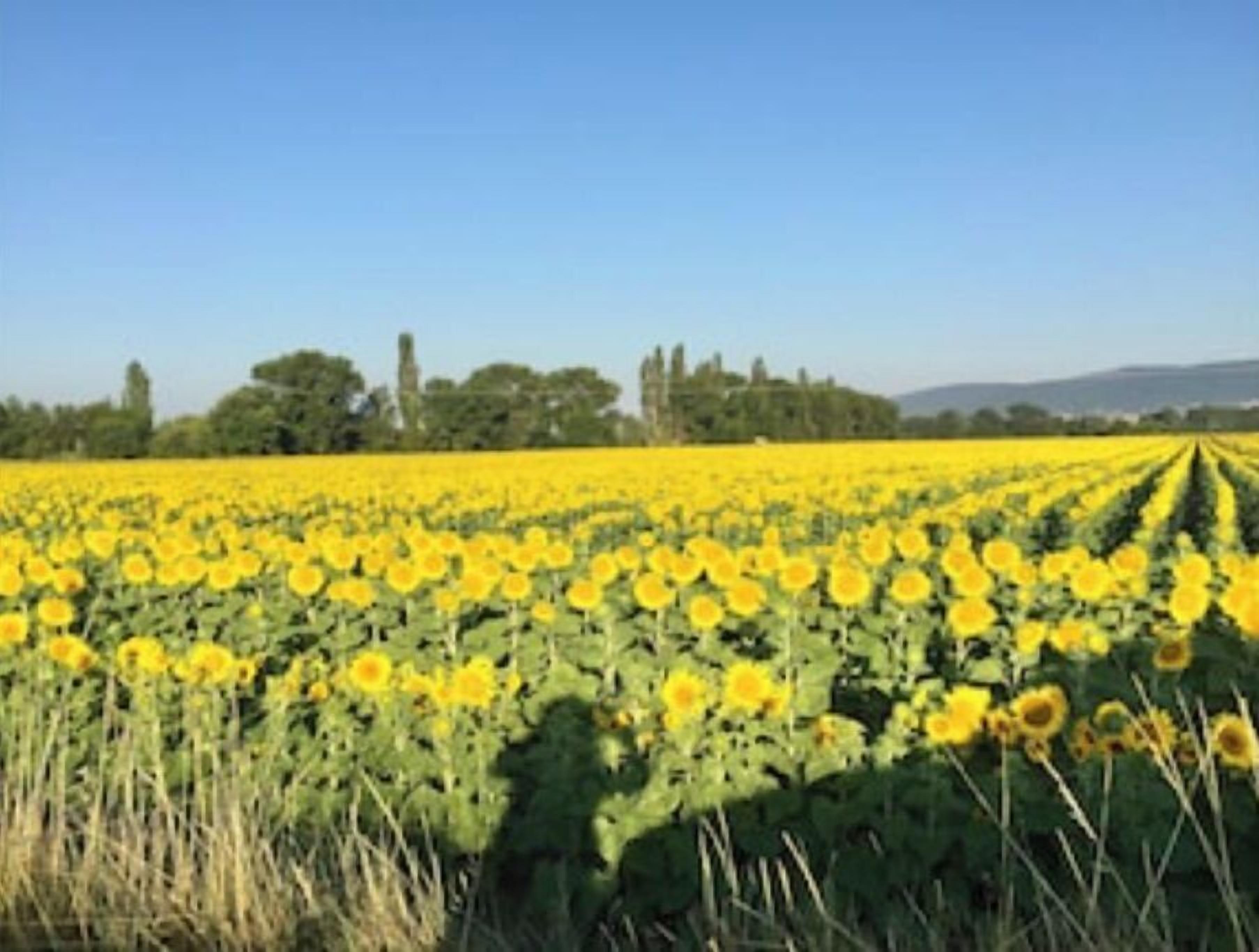 Un campo di girasoli con file ordinate sotto un cielo sereno.