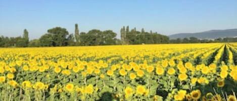 Un campo di girasoli con file ordinate sotto un cielo sereno.