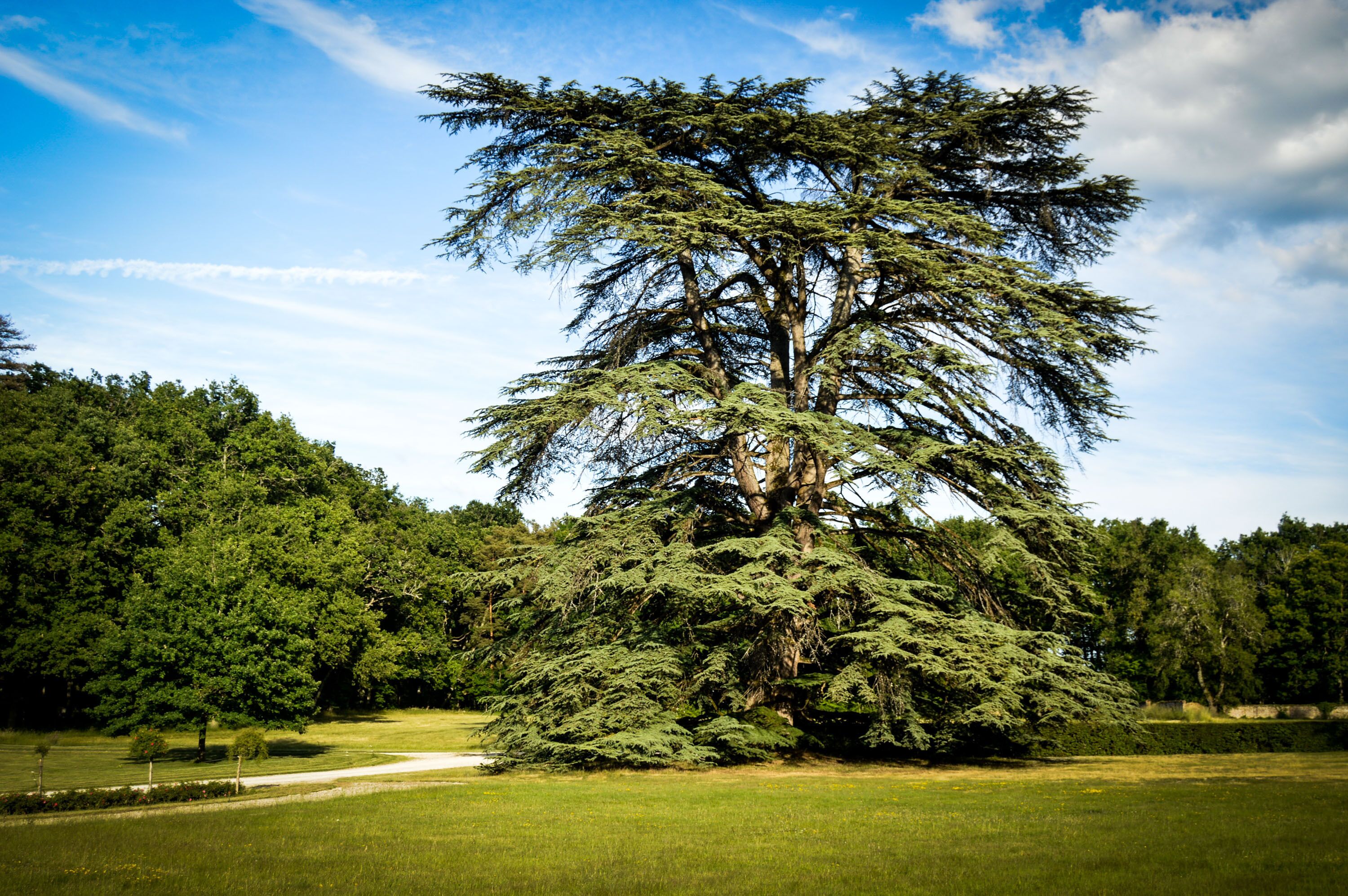 Ein großer Nadelbaum in einem Park unter blauem Himmel.
