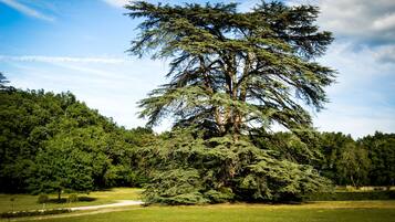 Ein großer Nadelbaum in einem Park unter blauem Himmel.