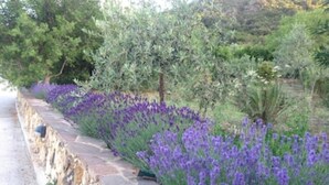 A stone pathway bordered by lavender bushes and olive trees. - 3 Beautiful hillside holiday rental with sea views and pool (Nuoro)