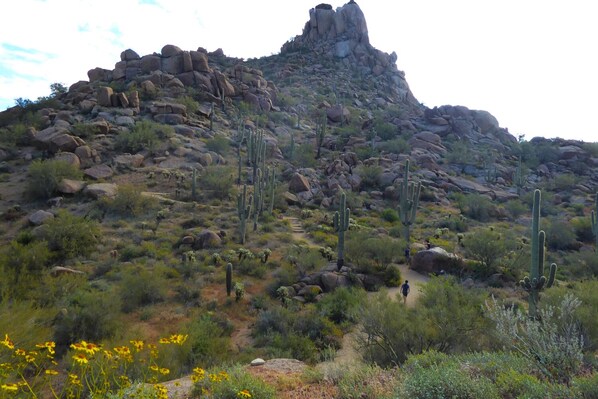 A rocky terrain with cacti and a clear sky.