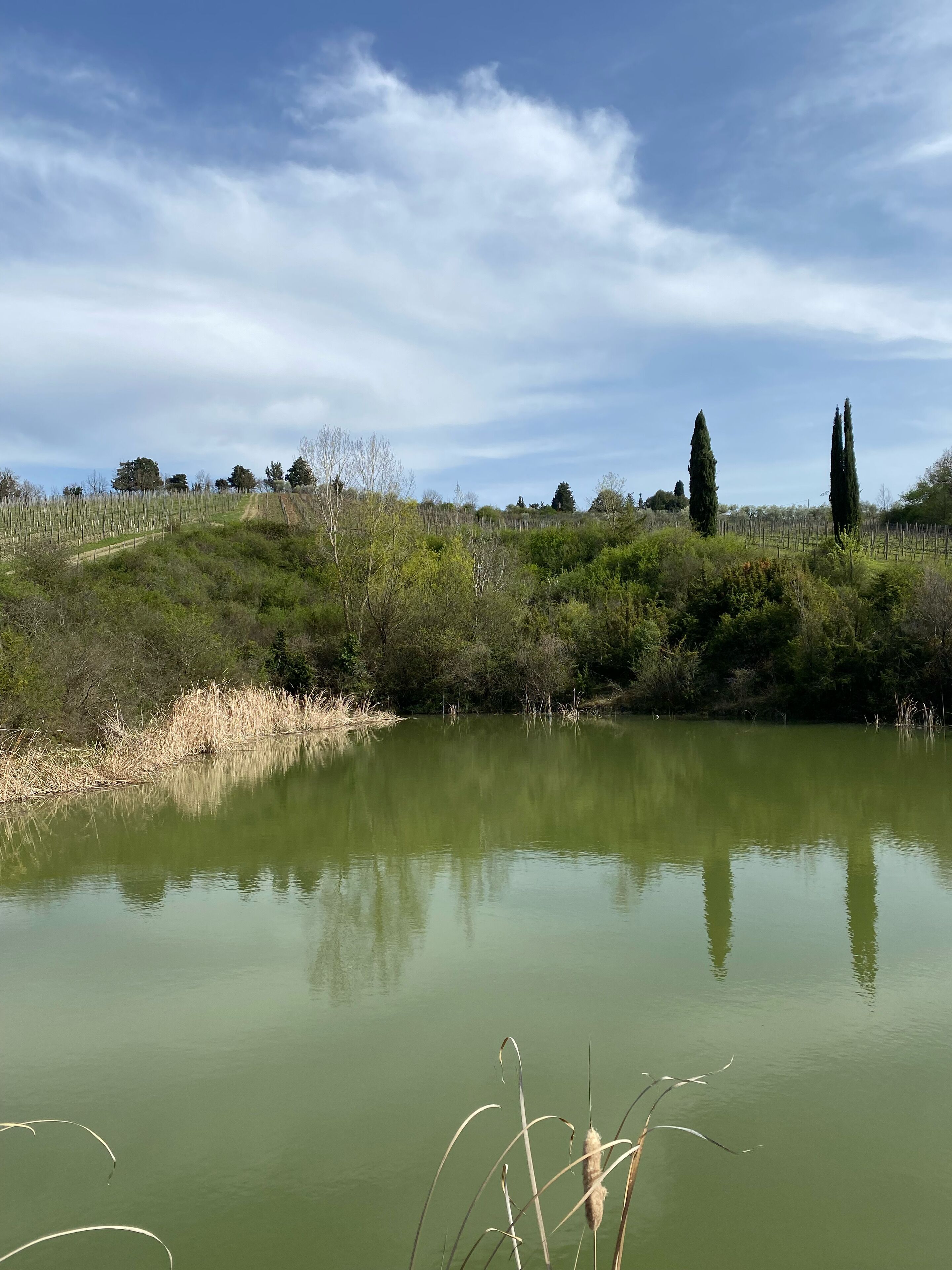 Un estany tranquil amb joncs al primer pla, envoltat d'una zona verda amb arbres i una tanca al fons.