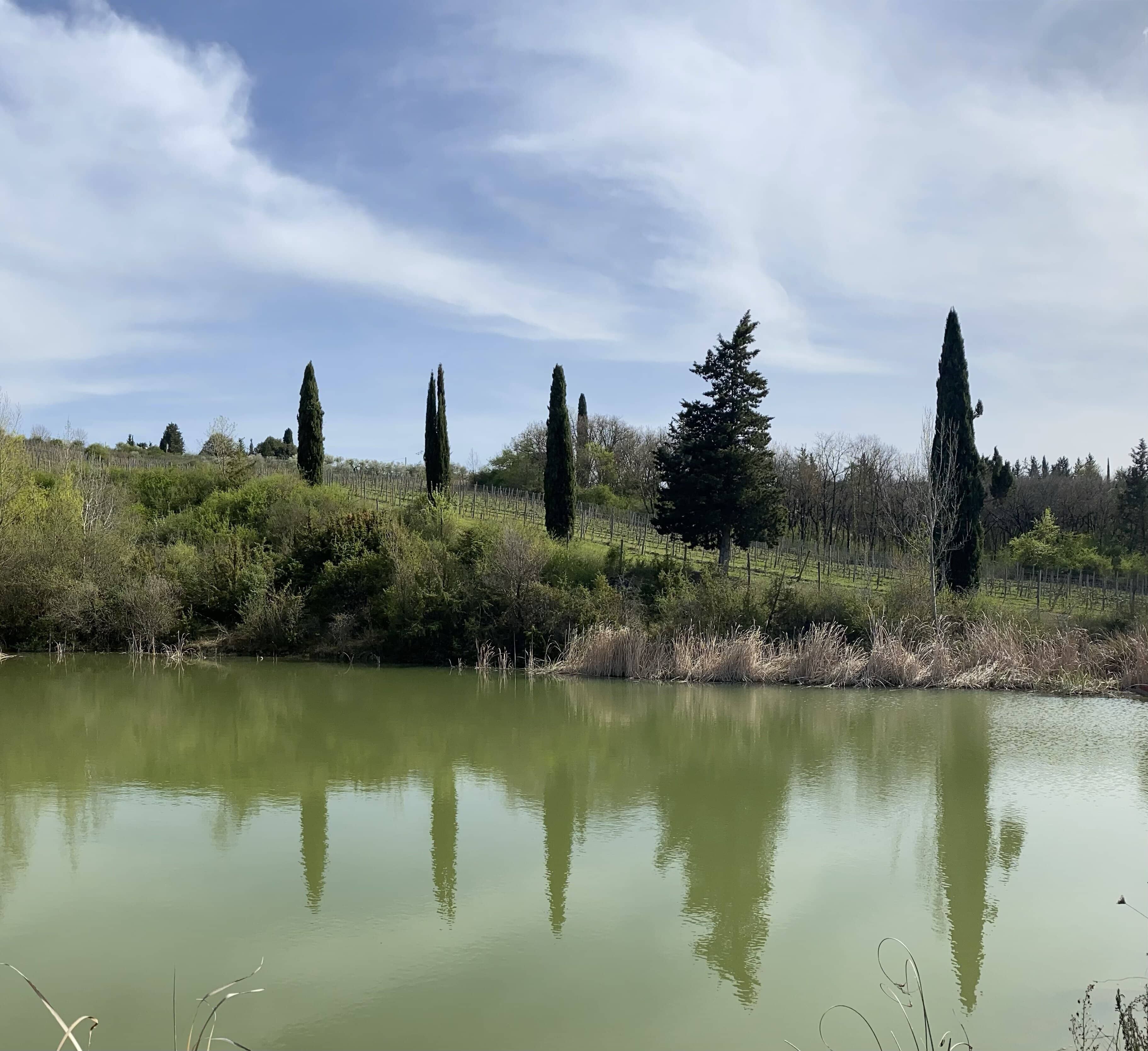 A calm lake with tall trees and a clear sky.