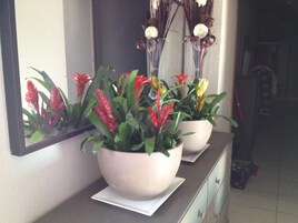 Dos plantas en macetas con flores rojas sobre una encimera junto a un espejo.
