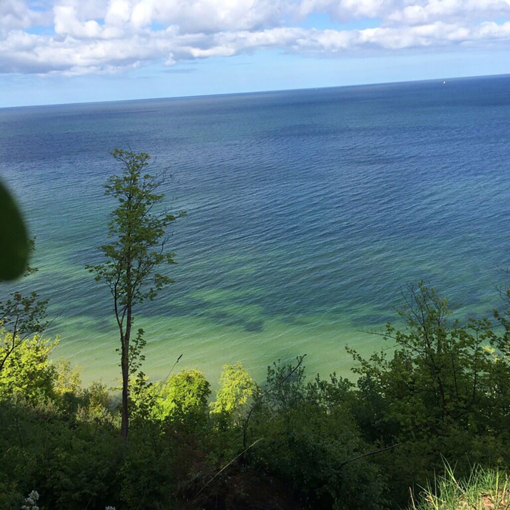 A view of a calm sea with clear water and a tree in the foreground.
